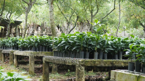 Guatemala Huehuetenango Finca Huixoc