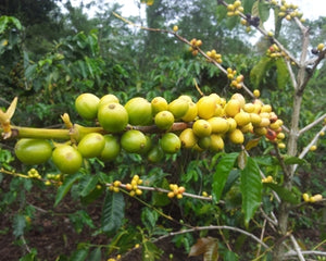 Papua New Guinea Organic Siane Chimbu