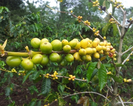 Papua New Guinea Organic Siane Chimbu