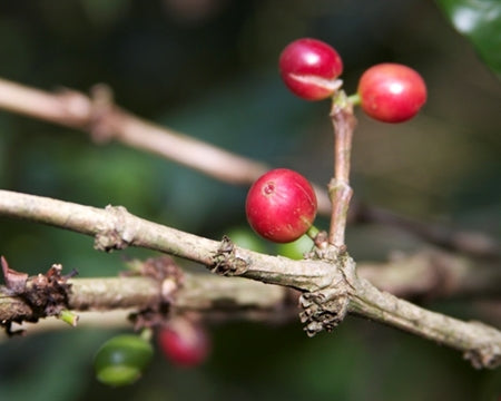 Ethiopia Yirgacheffe Banko Gotiti
